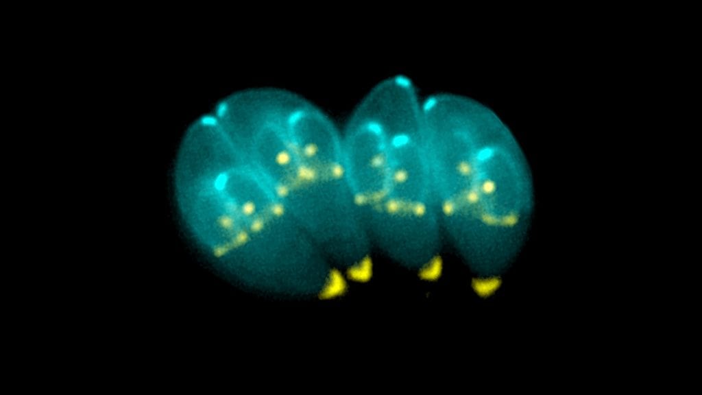 Toxoplasma gondii, parasita unicelular comum em gatos