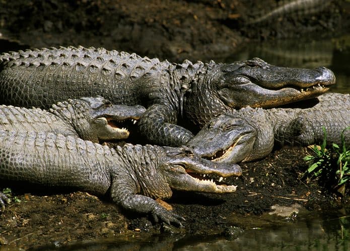crocodilos-de-agua-salgada-australia-695x500