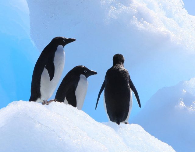 01 iceberg colisão pinguim - capa