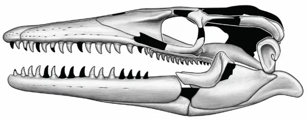 Desenho do crânio do Jormungandr  wahallaensis (Crédito: © Henry Sharpe)