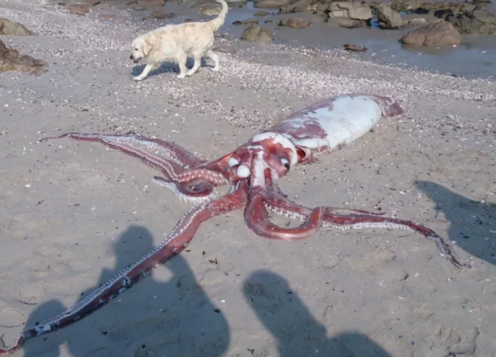 lula gigante encontrada morta em praia