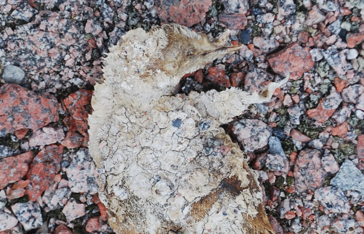 Um pinguim mumificado que data de cerca de 800 anos atrás encontrado no Cabo Irizar