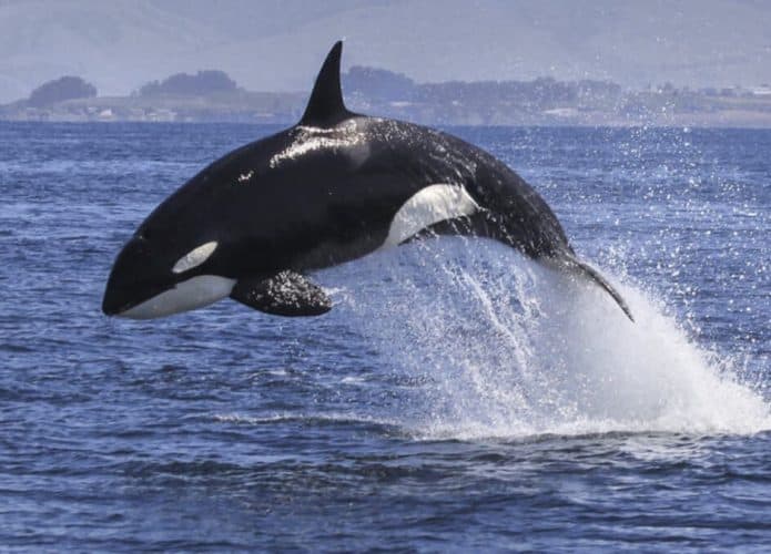 orca-1-695x500
