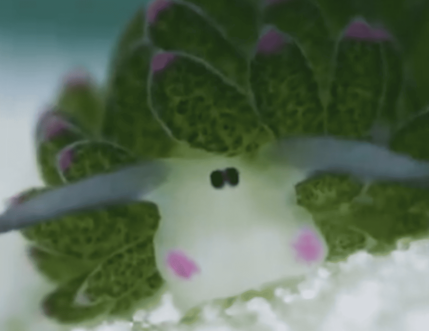 pikachu-1-1400x1080.png