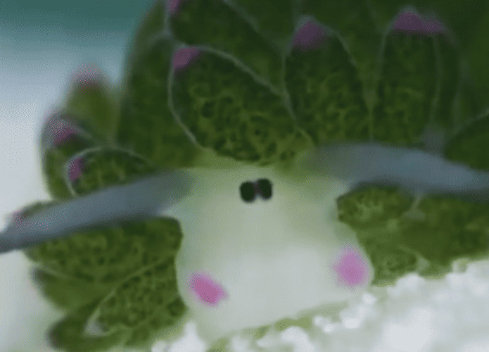 pikachu-1-695x500.png