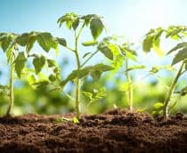 plantas-tomate-210x172