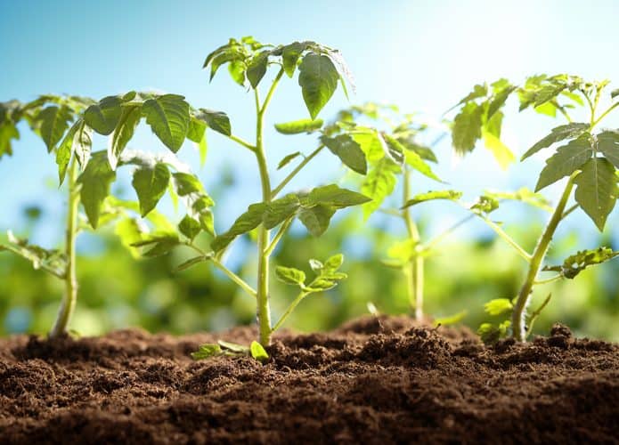 plantas-tomate-695x500