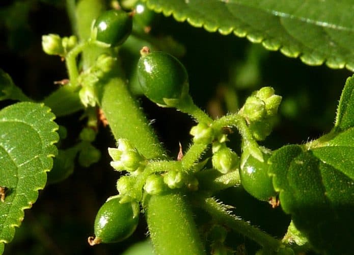 Fruto e flores da Trema micranthum