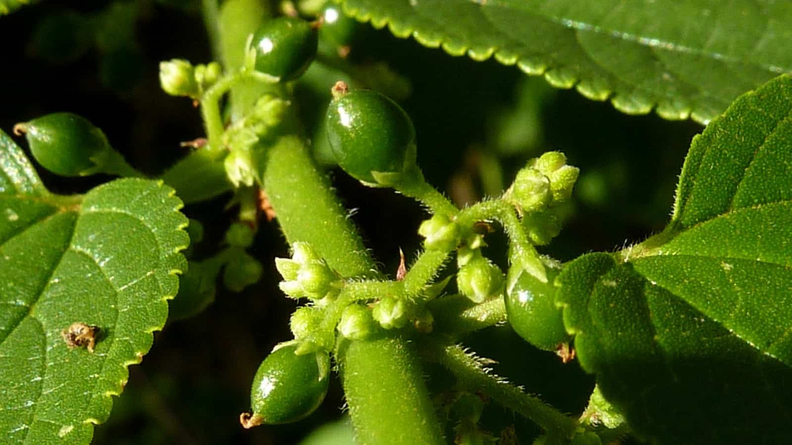 Fruto e flores da Trema micranthum