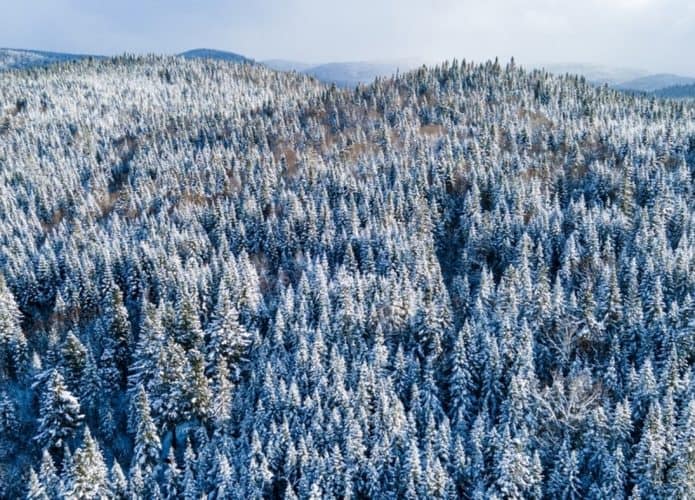 Floresta-boreal-1-1-695x500