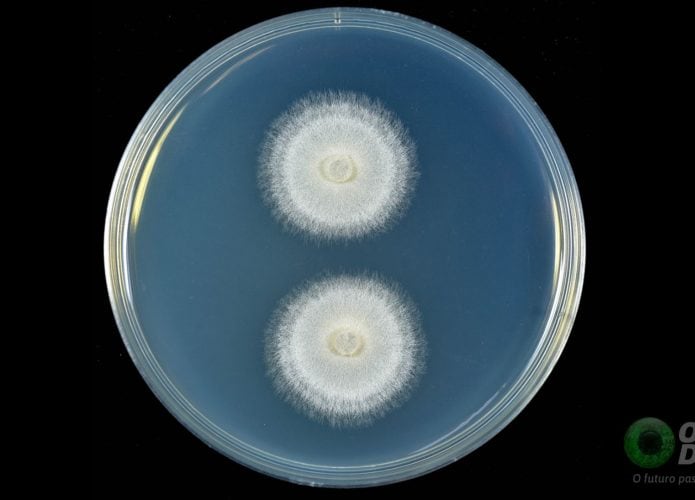 Fusarium-solani-695x500