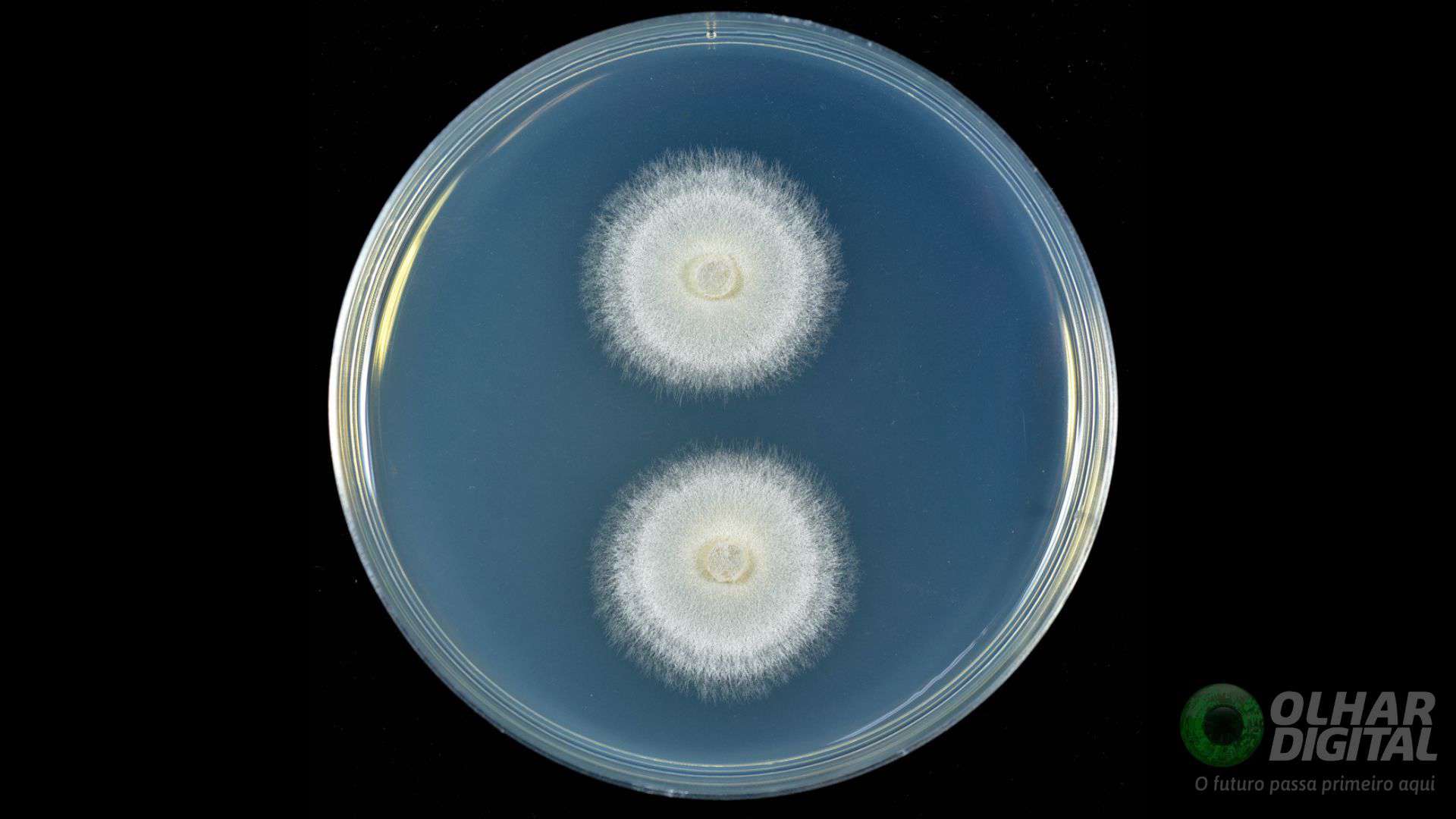 Fusarium-solani