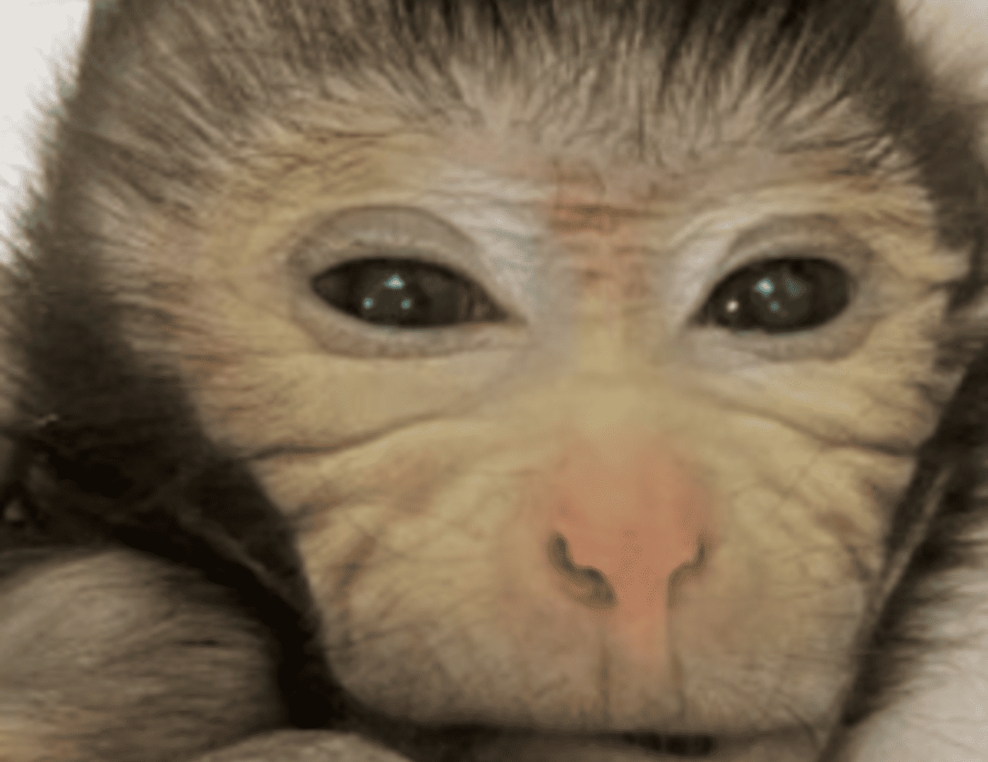 Macaco-quimera-1-1400x1080.png
