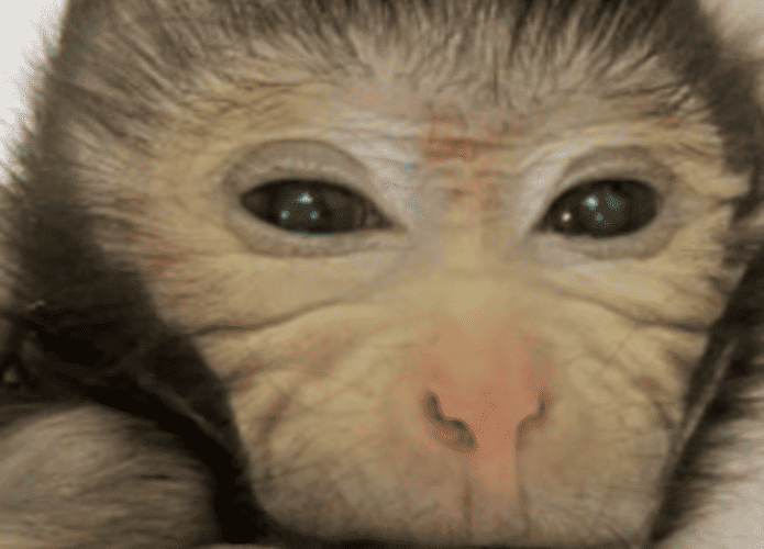 Macaco-quimera-1-695x500.png