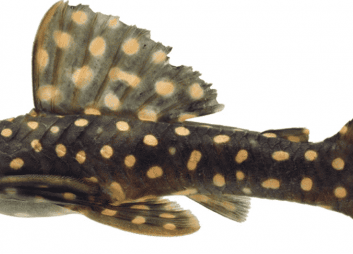 Novo-peixe-1-695x500.png