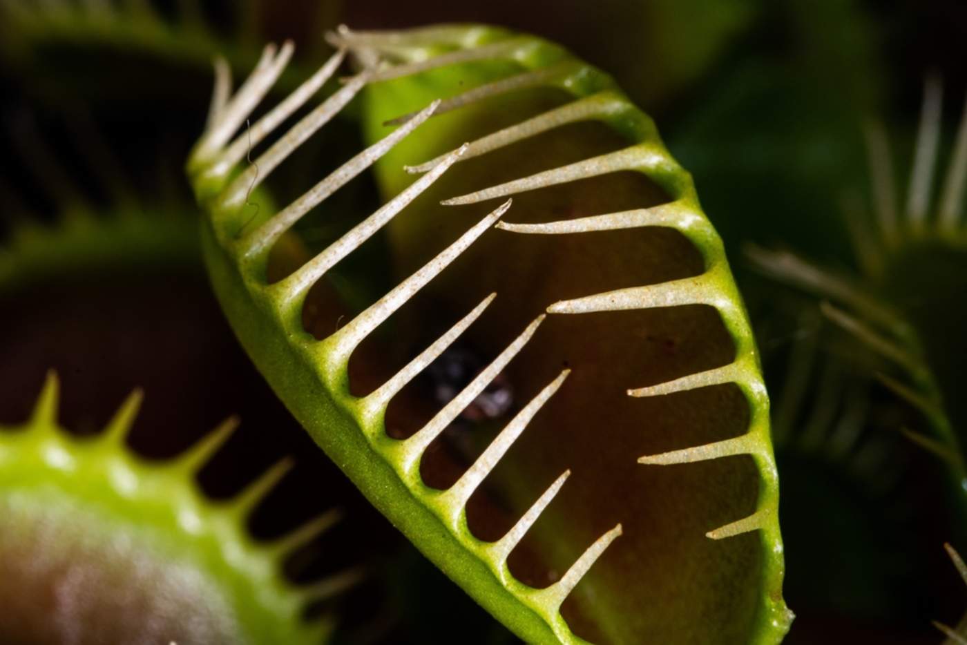 Planta-carnivora-1