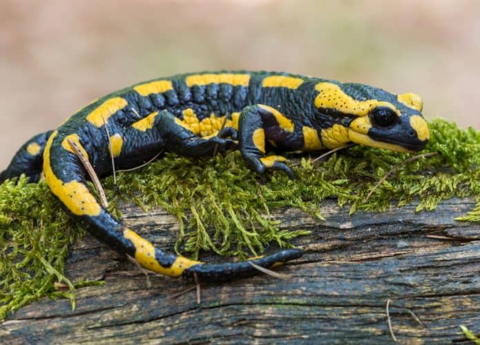 Salamandra-1-695x500