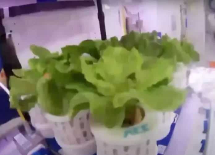 Algumas das plantas cultivadas na horta da Estação Tiangong