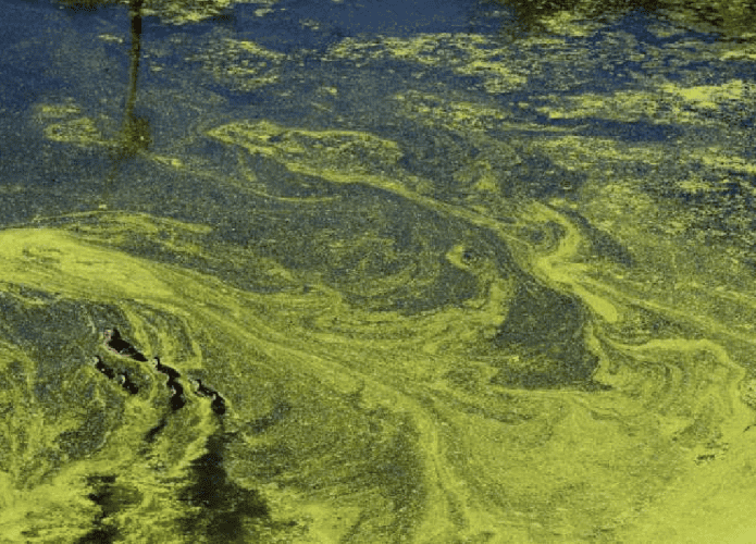 alga-marinha-toxica-1-695x500.png