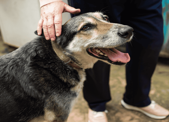 cachorro-idoso-695x500.png