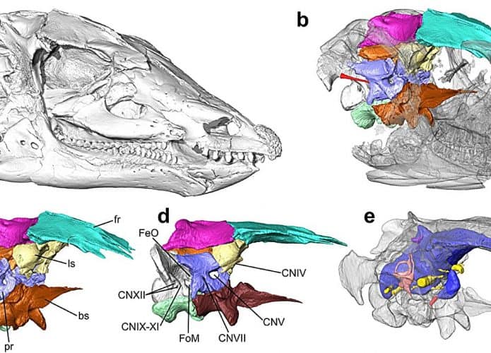 Crânio reconstruído do dinossauro Thescelosaurus negligenciau (Crédito: DOI: 10.1038/s41598-023-45658-3)