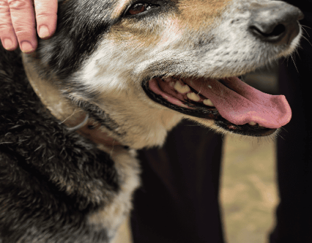 cropped-cachorro-idoso.png