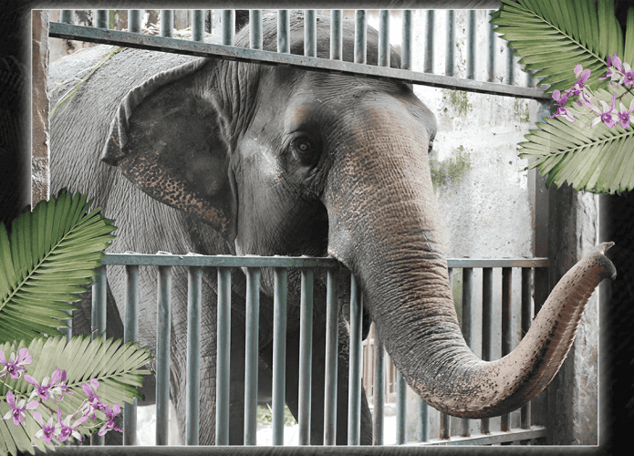 mali-elefante-695x500.png