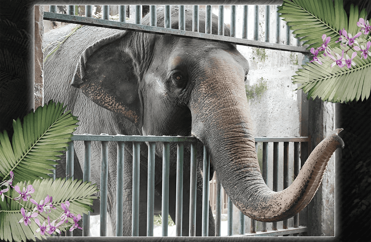 mali-elefante.png