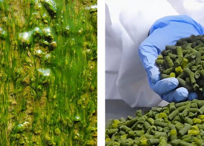 newly-identified-algal-695x500