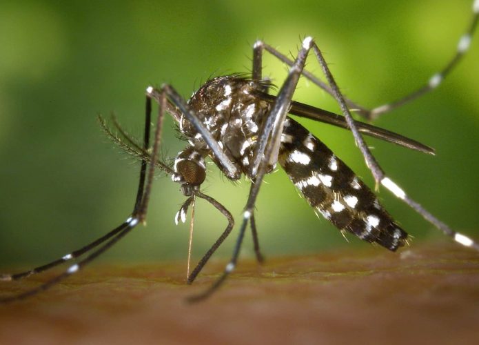 Mosquito Aedes aegypti