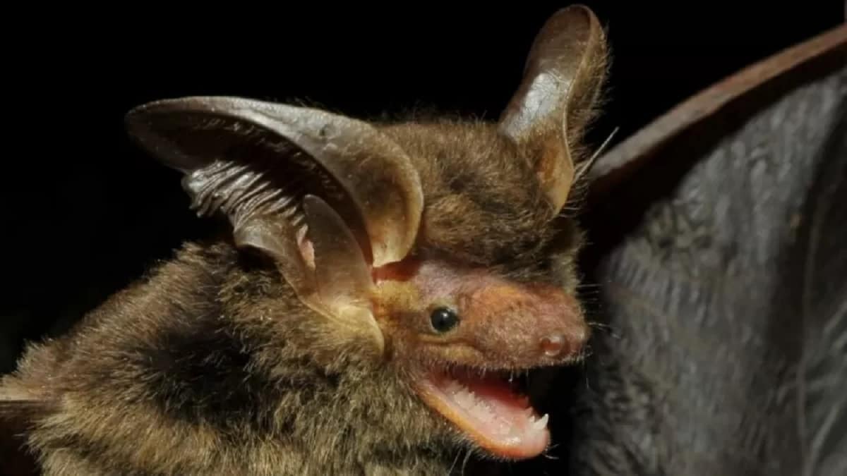 primeiro-e-unico-registro-do-morcego-da-especie-histiotus-alienus-foi-em-1916-1700654033424_v2_900x506