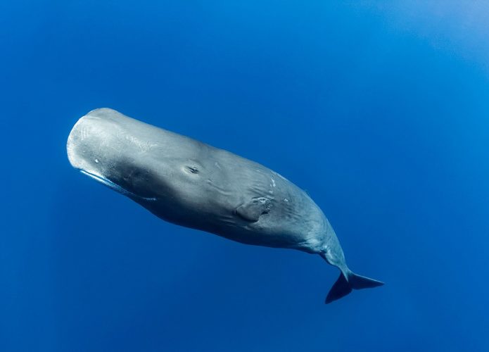 Cachalote na costa de Dominica (Crédito: Animalgraphy/ Shutterstock)