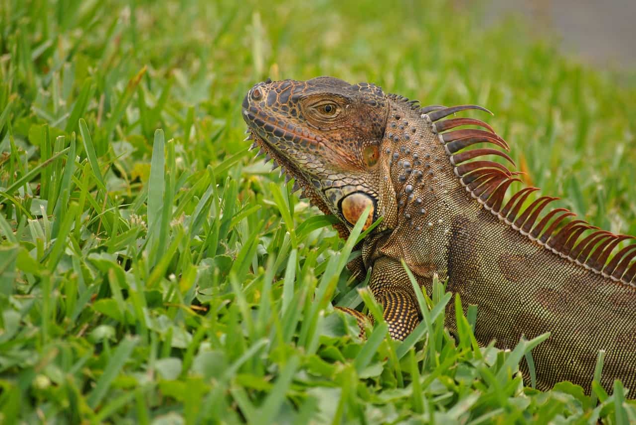 iguanas