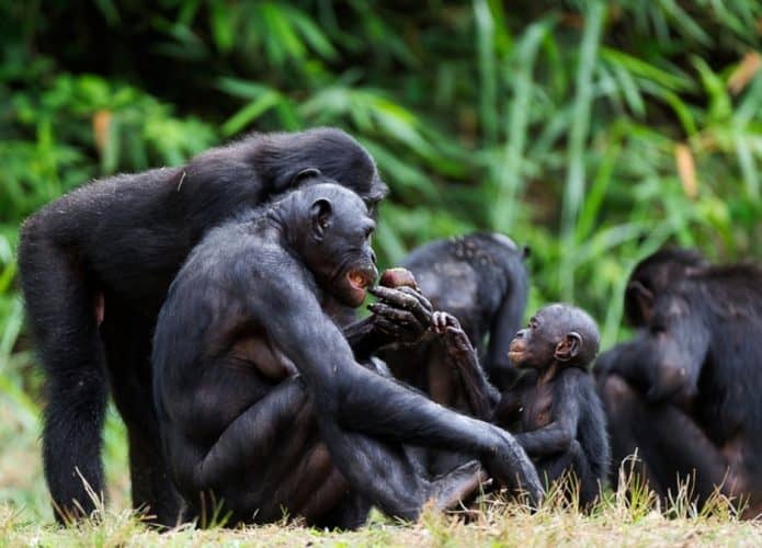 Bonobos
