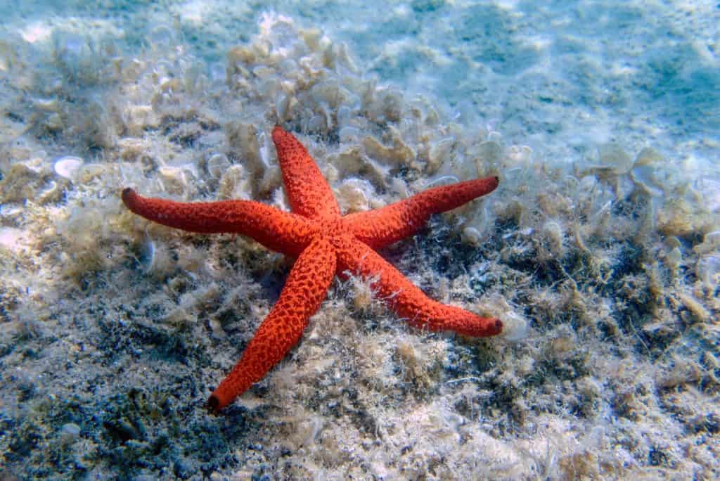Estrela-do-mar