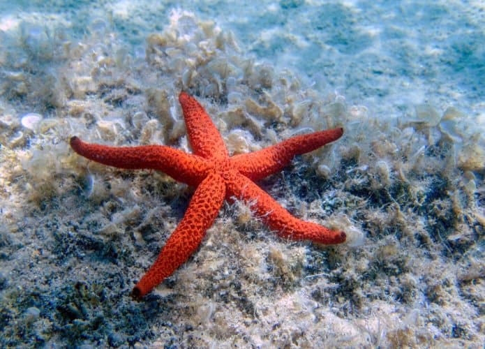 Estrela-do-mar