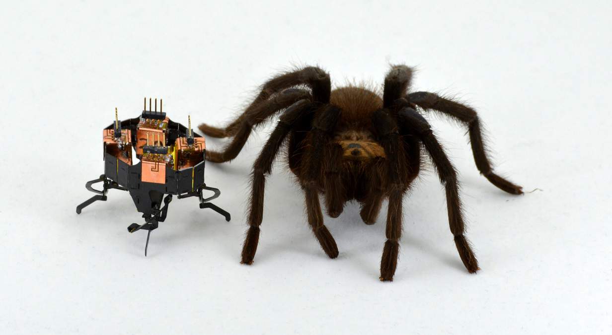 spider-inspired-shape-1