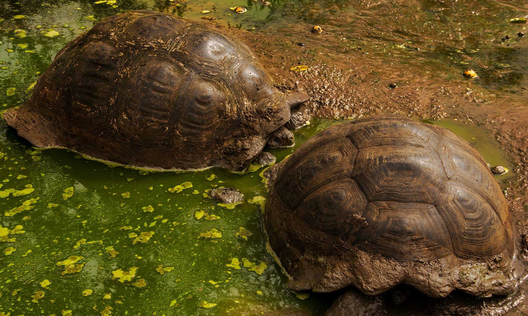Tartarugas-gigantes-de-galápagos na Ilha de Santa Cruz (Crédito: Juan Manuel García/ Fundação Charles Darwin)