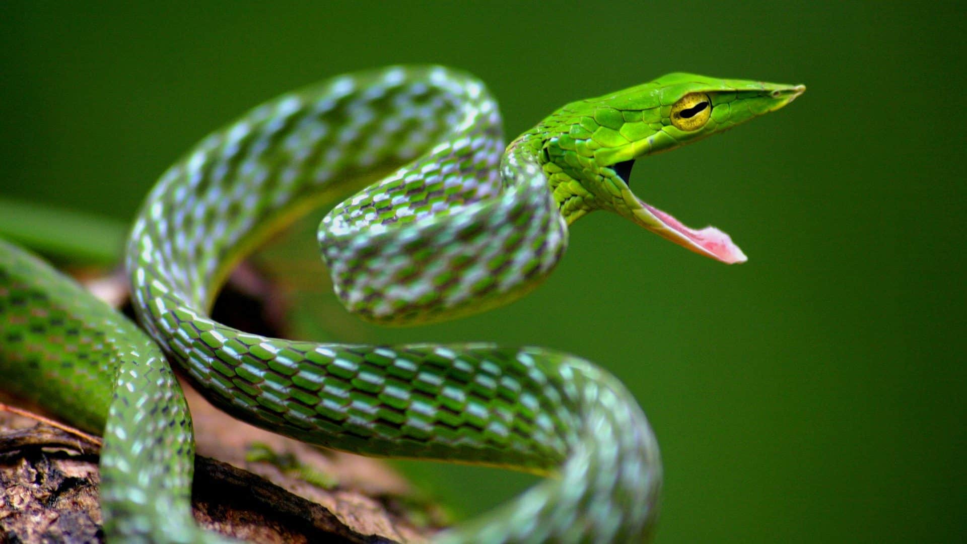2560px-Davidraju_Vine_snake-1920x1080