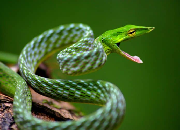 2560px-Davidraju_Vine_snake-695x500