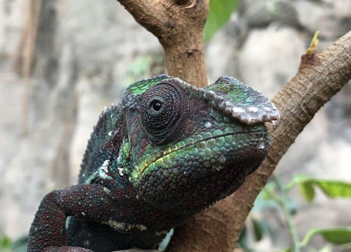 Cleveland_Chameleon_close_up-695x500
