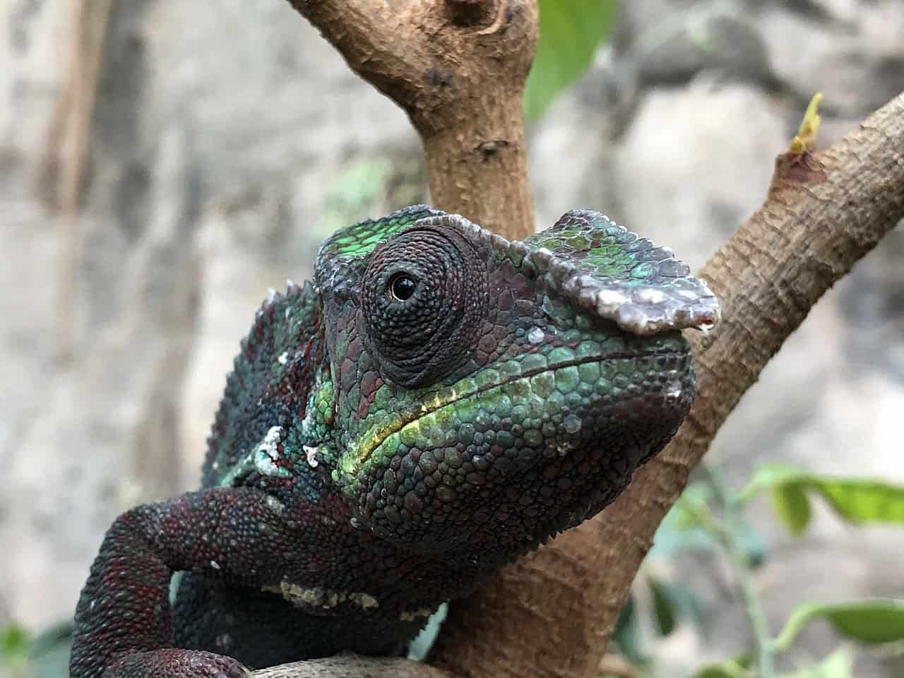 Cleveland_Chameleon_close_up