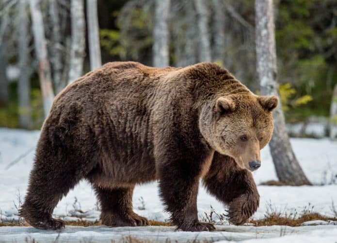 Urso-1-695x500