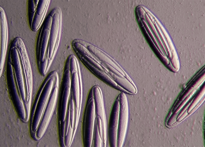 bacteria-gigante-695x500.png