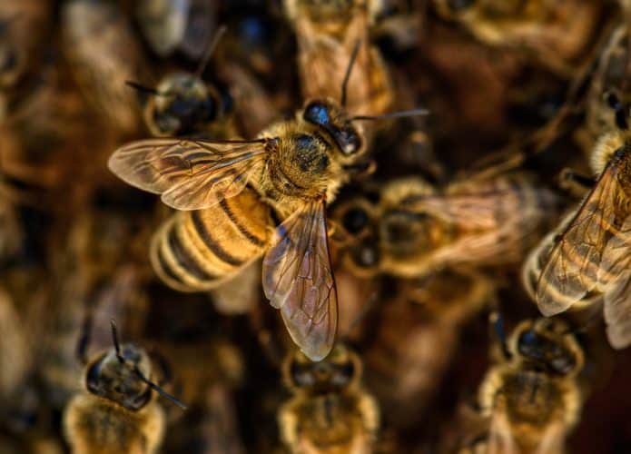 bees-4845211_1280-695x500