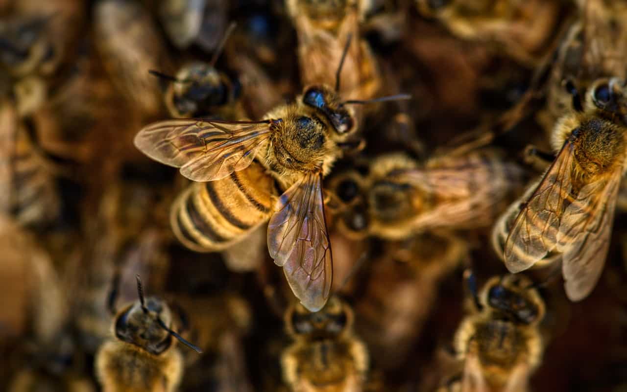 bees-4845211_1280