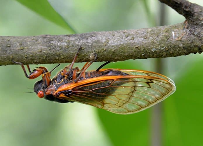 Uma das cigarras do tipo Brood X
