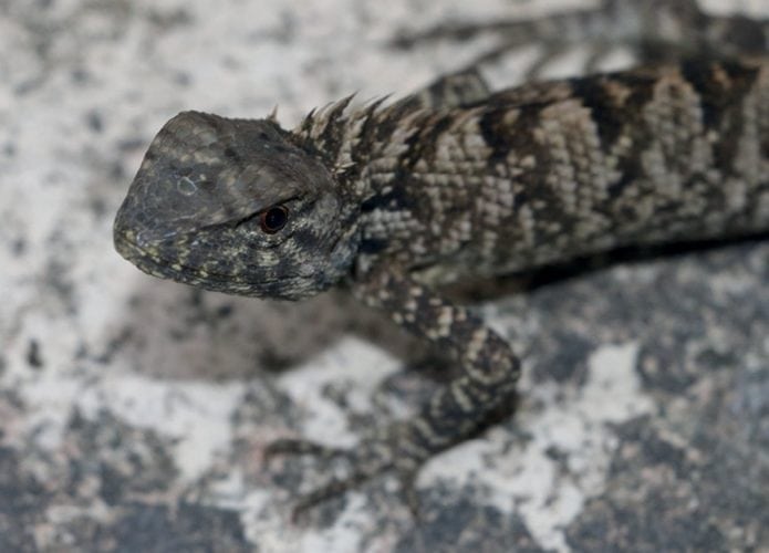 iguana-1-695x500