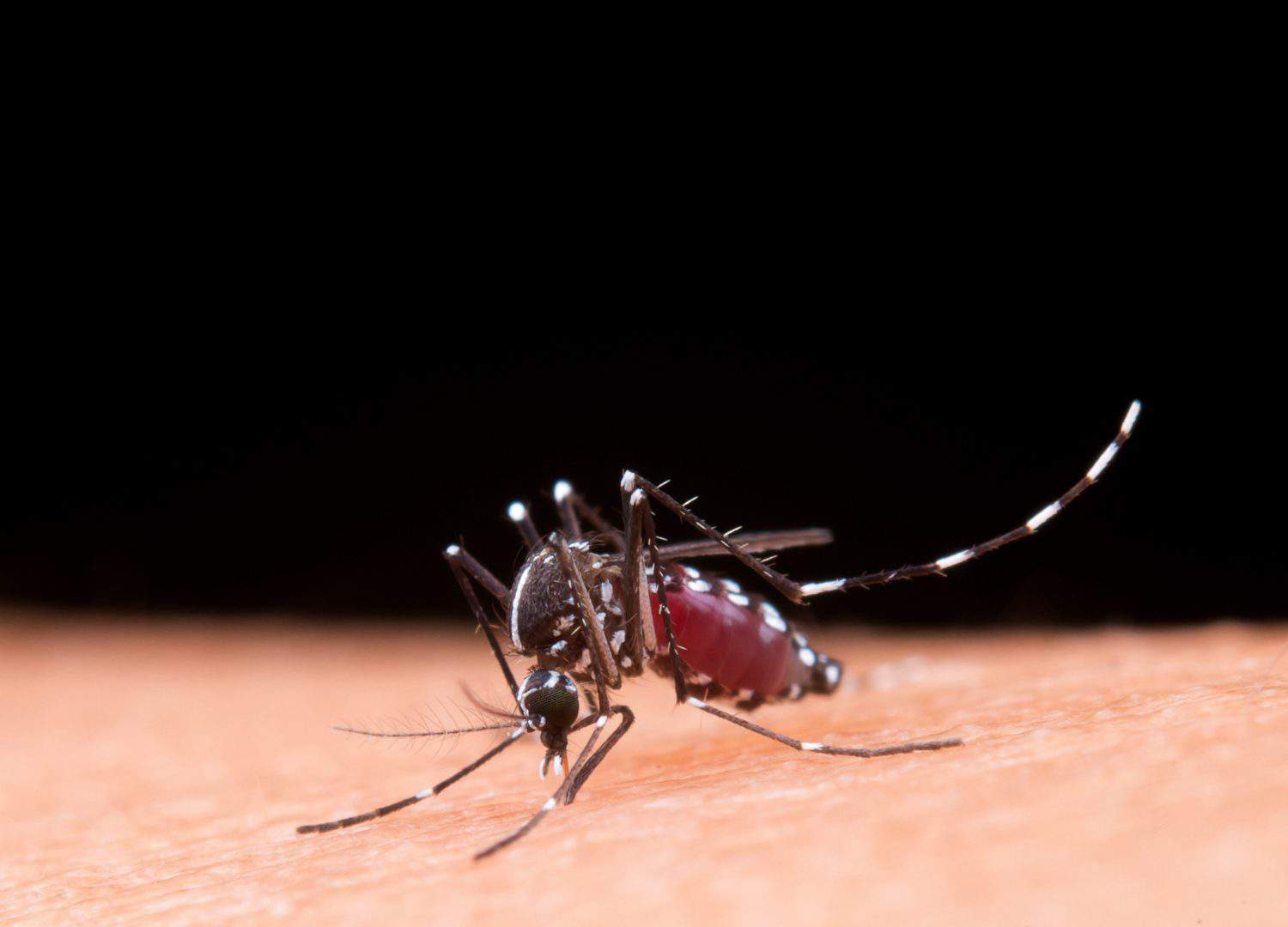 ZIKA VIRUS