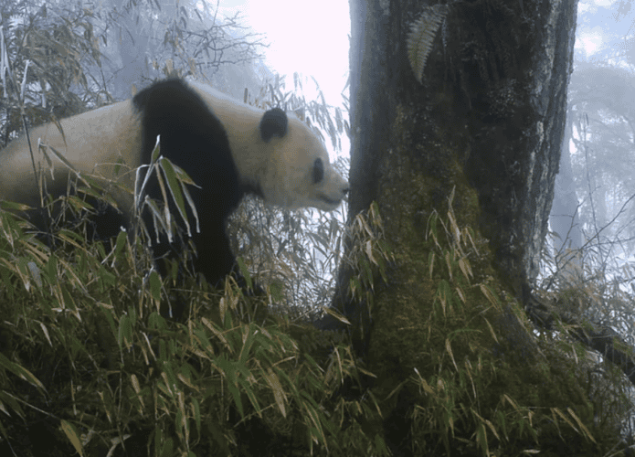 pandas-1-695x500.png